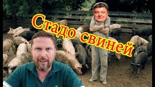 Распятый мальчик для стада свиней