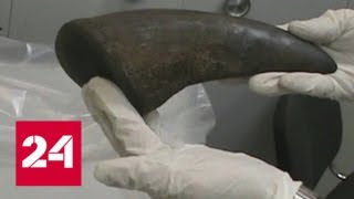 В аэропорту Домодедово изъяли крупную партию рогов черного носорога - Россия 24