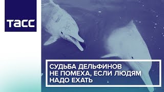 Судьба дельфинов не помеха, если людям надо ехать