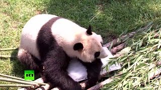 Панда на льду: в китайском зоопарке спасают животных от жары