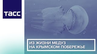 Из жизни медуз на Крымском побережье