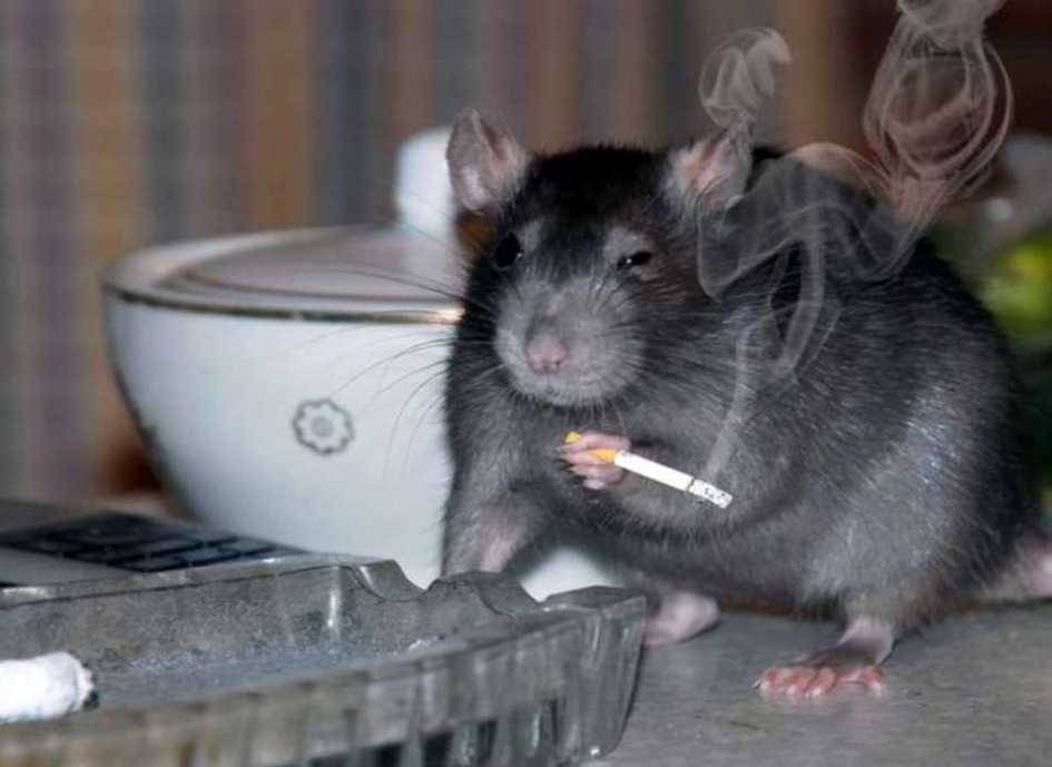 Курящих мышей спасли расторопшей