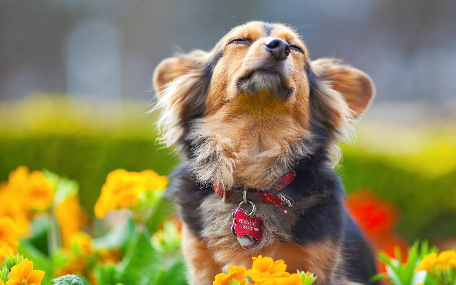 Учёные рассказали, как собаки понимают человеческую речь