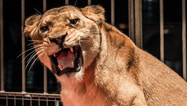 На Кубани арестовали директора цирка, где львица едва не разорвала девочку