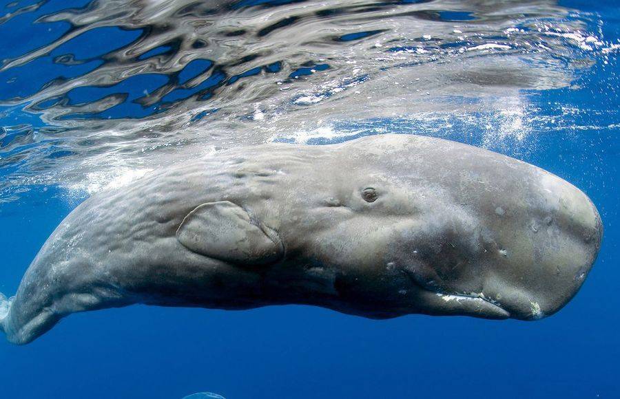 В желудке у кита нашли шесть килограммов пластика