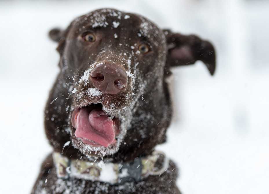 Советы собаководам: правила зимней прогулки