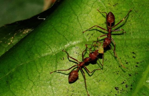 Ученые говорят, что муравьи могут оказывать влияние на климат