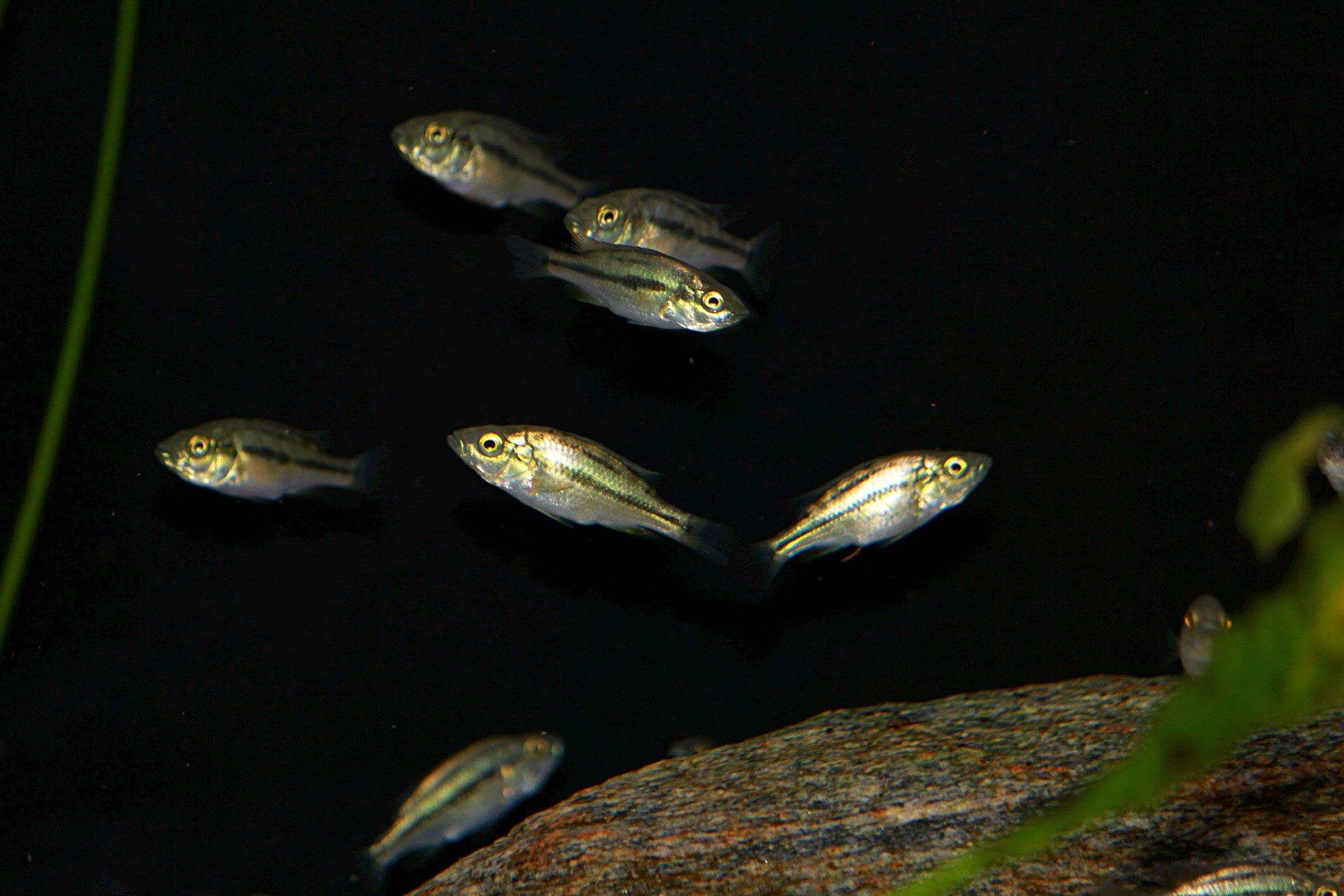 Загадки природы: ученые нашли рыб, живущих в «мертвой воде»