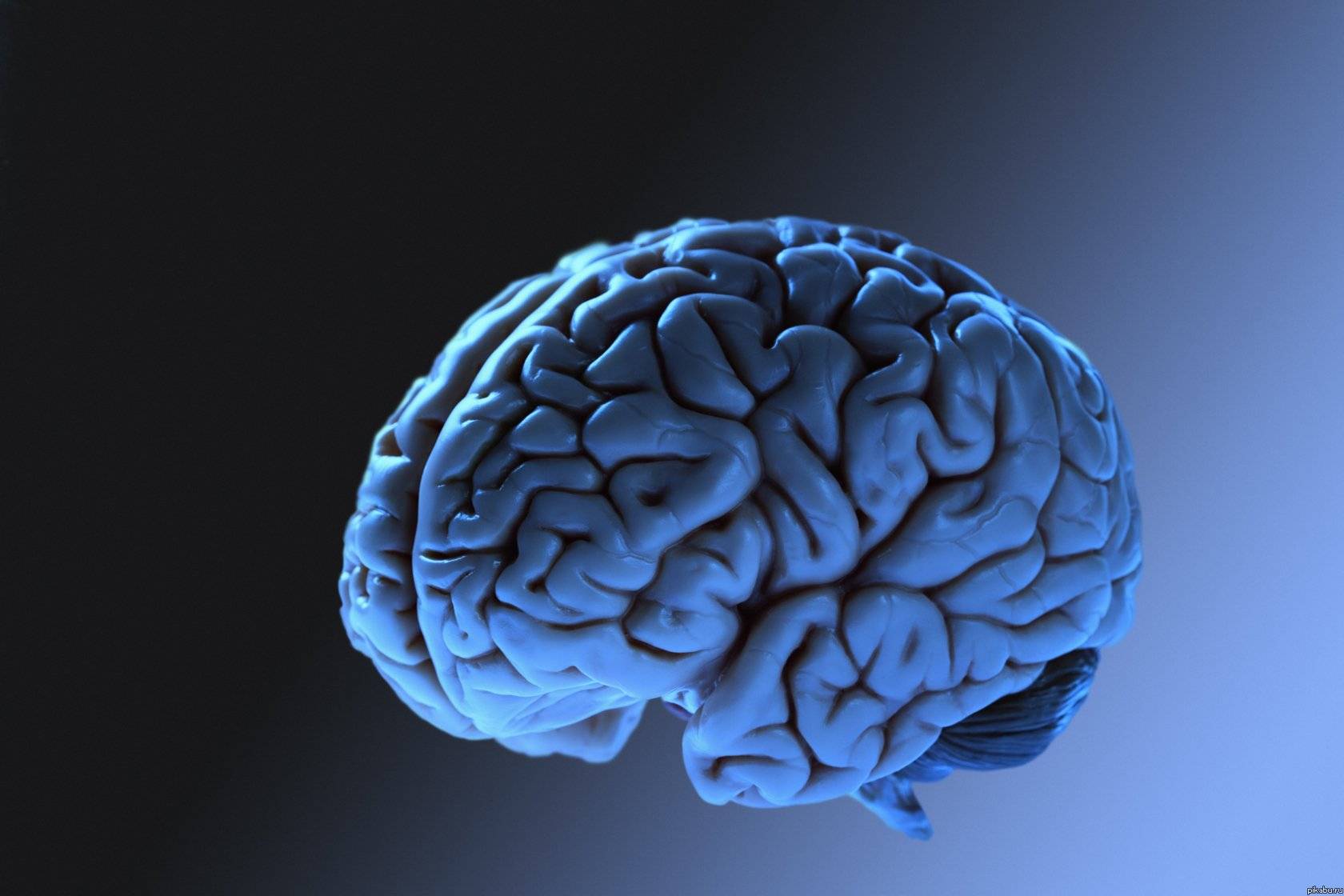 Ученые придумали способ омолодить мозг