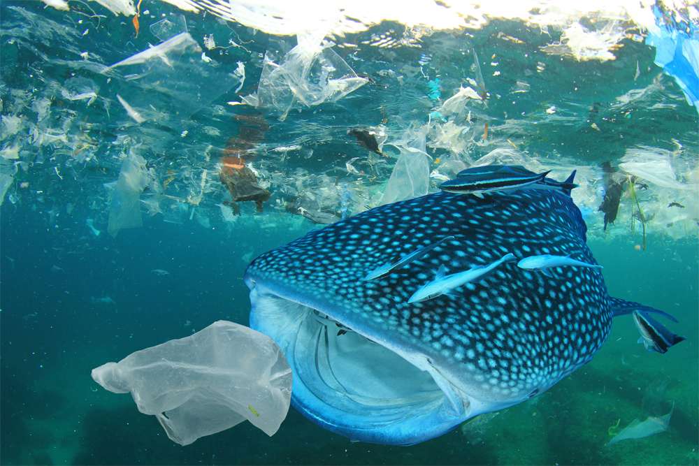 Океан стал огромной помойкой для пластиковых отходов