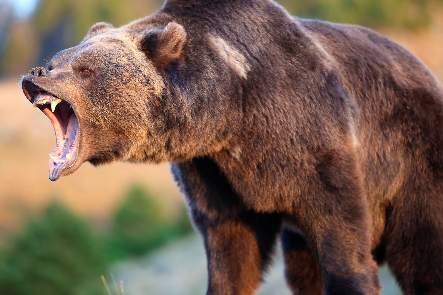 Обездвиженный житель Тувы прожил месяц в берлоге с медведем и остался жив.