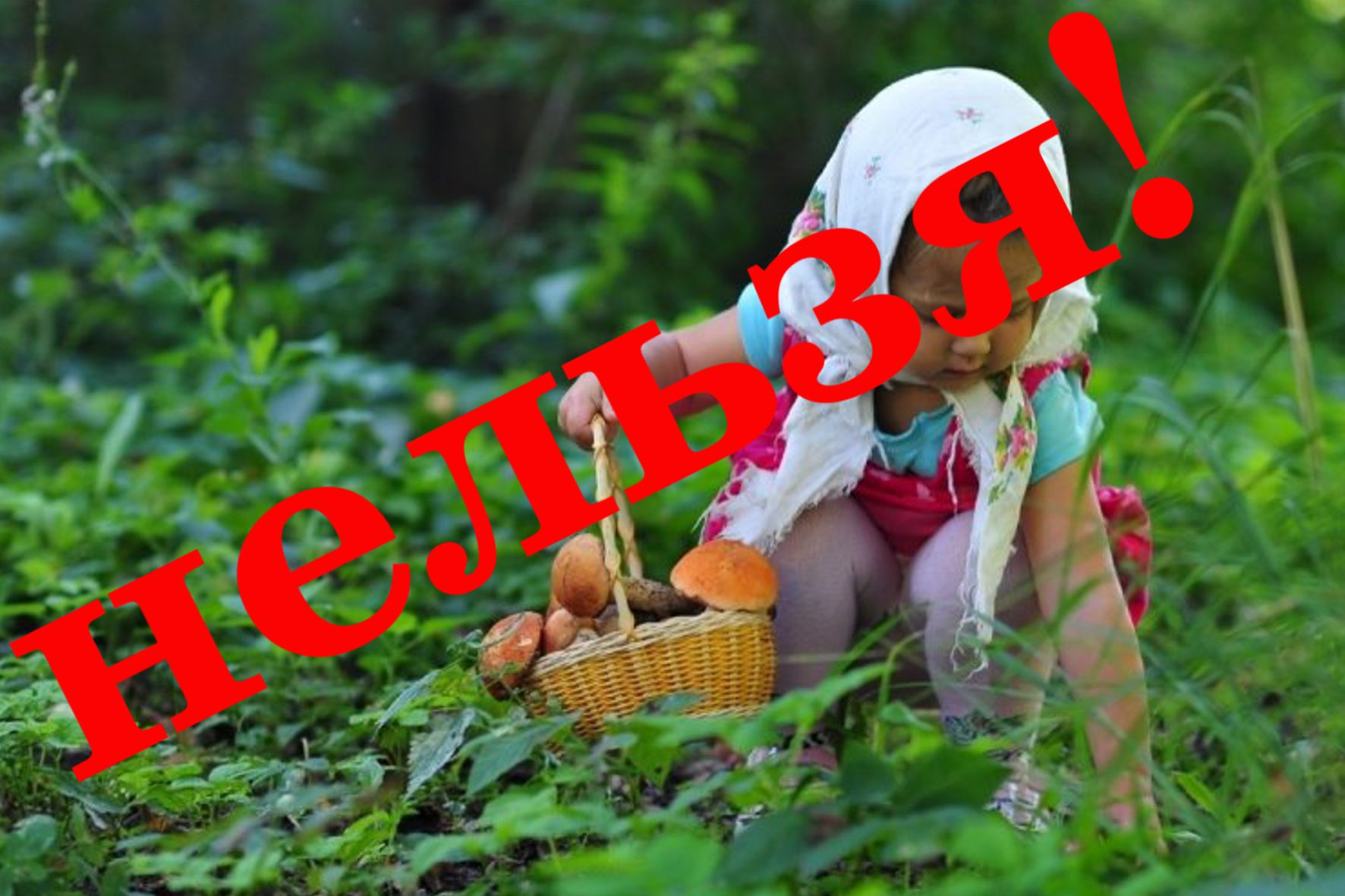 Правительство РФ планирует запретить россиянам сбор дикорастущих грибов и ягод