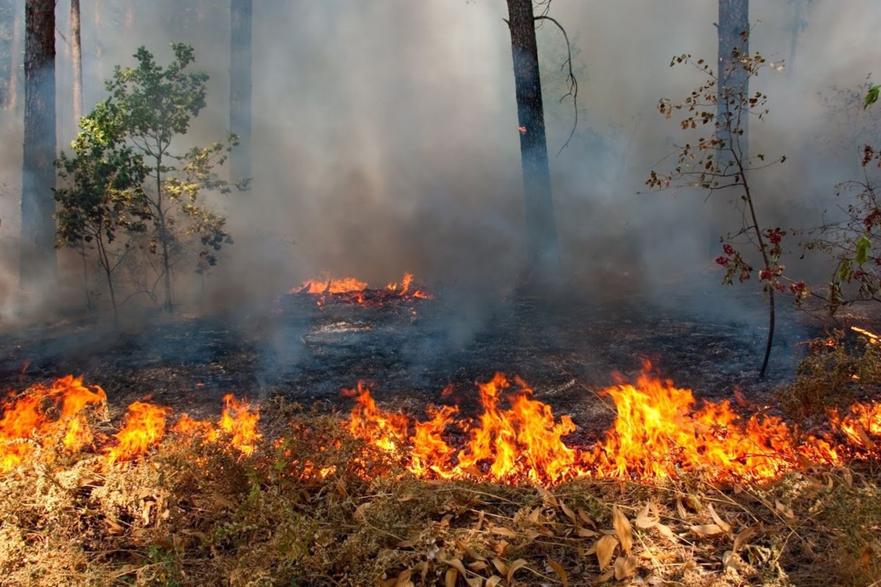 Загрязнение воздуха пожары. Природные пожары. Пожар в лесу. Лес в огне. Пожар картинки.