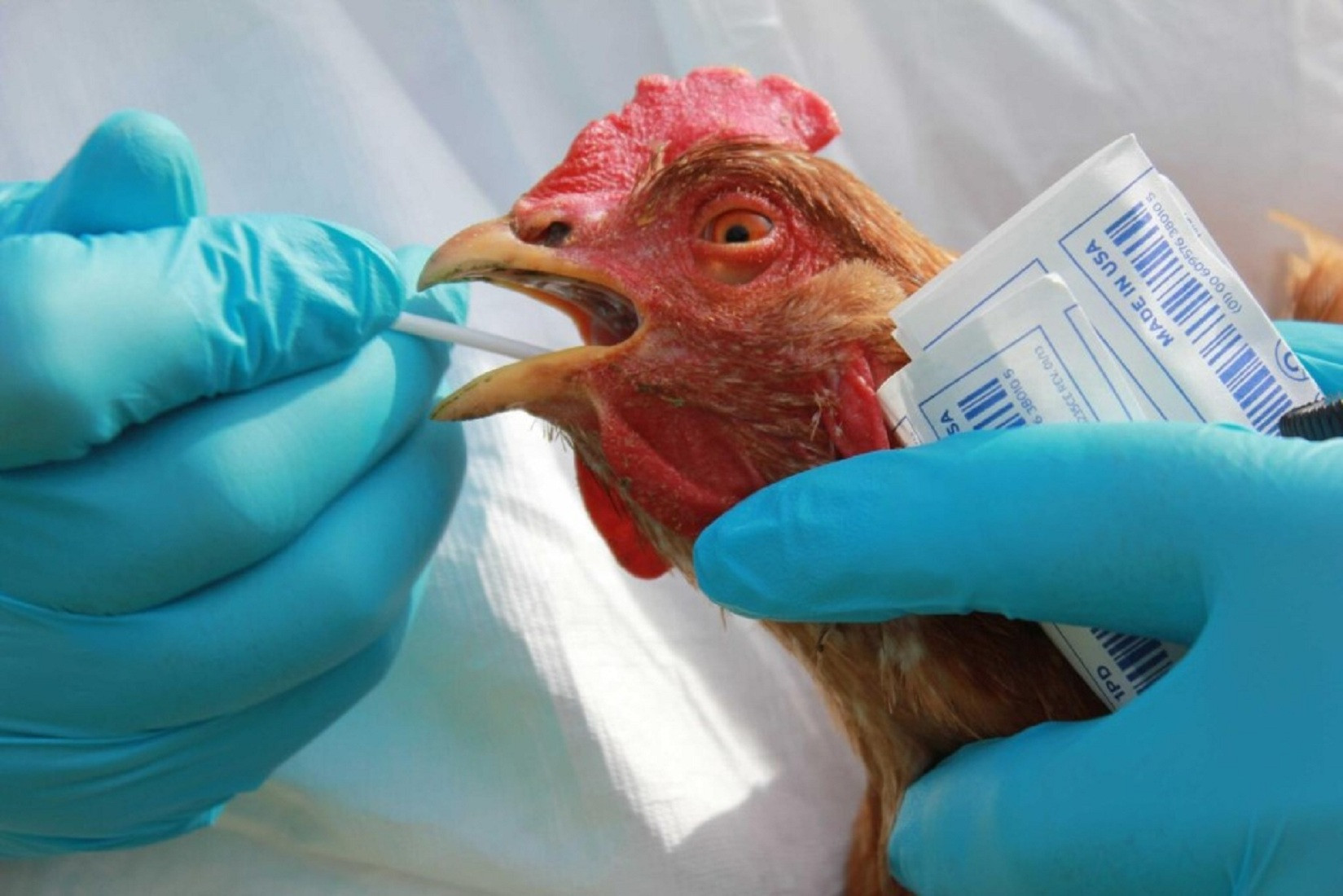 Миру угрожает пандемия птичьего гриппа
