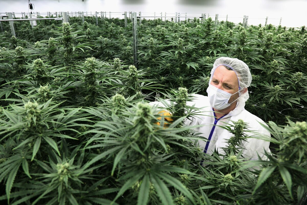 выращивание медицинской марихуаны